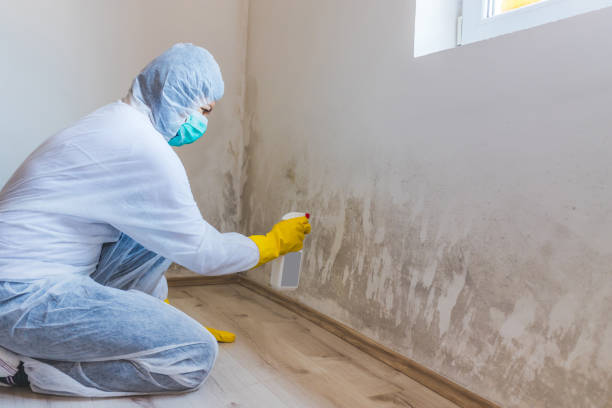 Licensed Basement Mold Remediation service in Boyce, VA - WQB Mold Removal