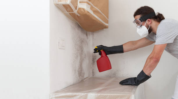 Professional Basement Mold Remediation technician working in Boyce, VA