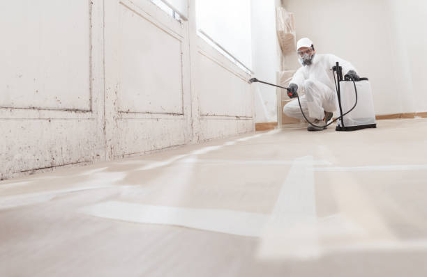 24/7 Emergency Basement Mold Remediation experts in Boyce, VA