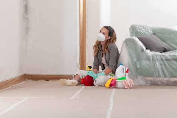 Reliable Basement Mold Remediation contractor in Boyce, VA by WQB Mold Removal