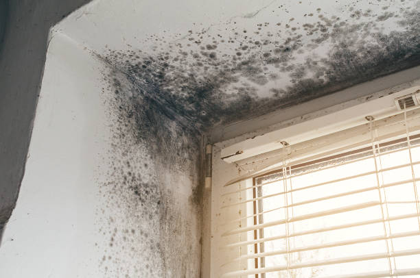 Affordable Basement Mold Remediation solutions in Boyce, VA