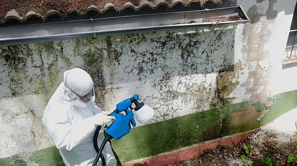 Top rated local Basement Mold Remediation specialists in Boyce, VA
